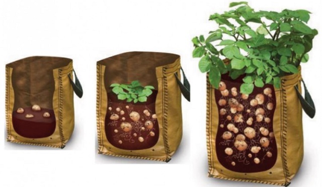 Tận dụng túi ni-lông trồng hàng cân khoai tây tại nhà