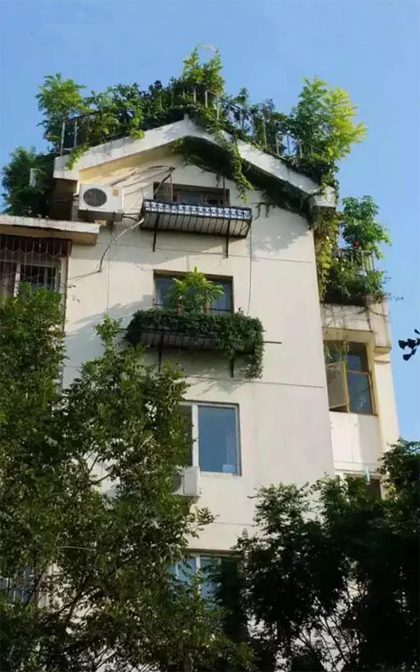 Độc đáo với khu vườn xanh ngát trên mái chung cư