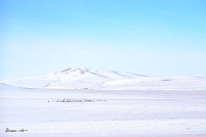 Ngắm mùa Đông trên thảo nguyên ở Mông Cổ