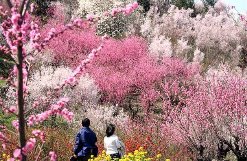 Đến Nhật Bản ngắm hoa anh đào ngày xuân