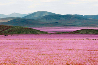 Mùa hoa ‘cẩm quỳ’ đầu tiên nở rộ trên sa mạc