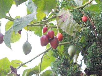 Kỹ thuật trồng cây cà chua lạ cho năng suất “khủng”